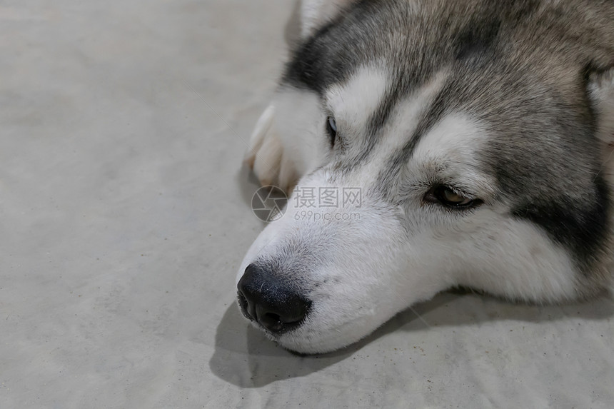 西伯利亚哈斯基狗躺在地上西伯利亚哈斯基狗图片