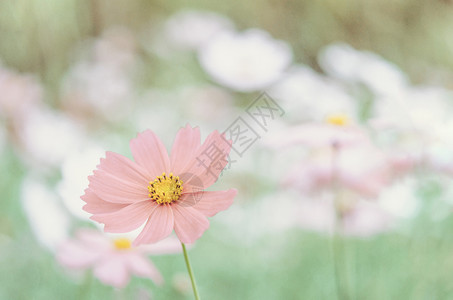 粉红宇宙花朵在绿地时髦的调子粉红宇宙花朵图片
