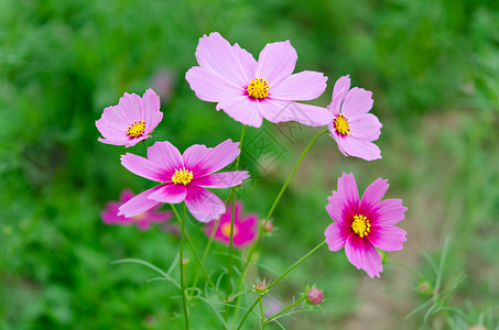 粉红宇宙花朵在绿地时髦的调子粉红宇宙花朵图片