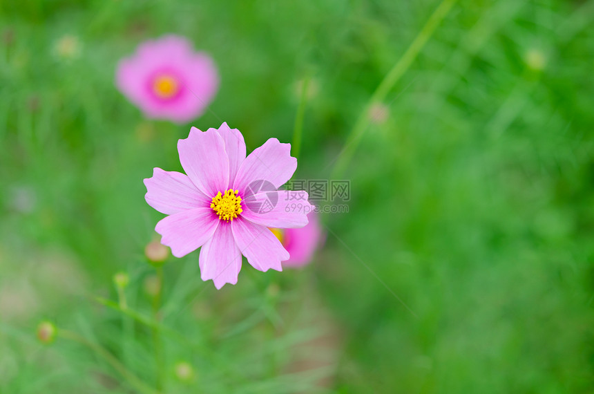 粉红宇宙花朵在绿地时髦的调子粉红宇宙花朵图片