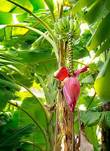 香蕉花挂在树上香蕉果挂在绿色花园的树上图片
