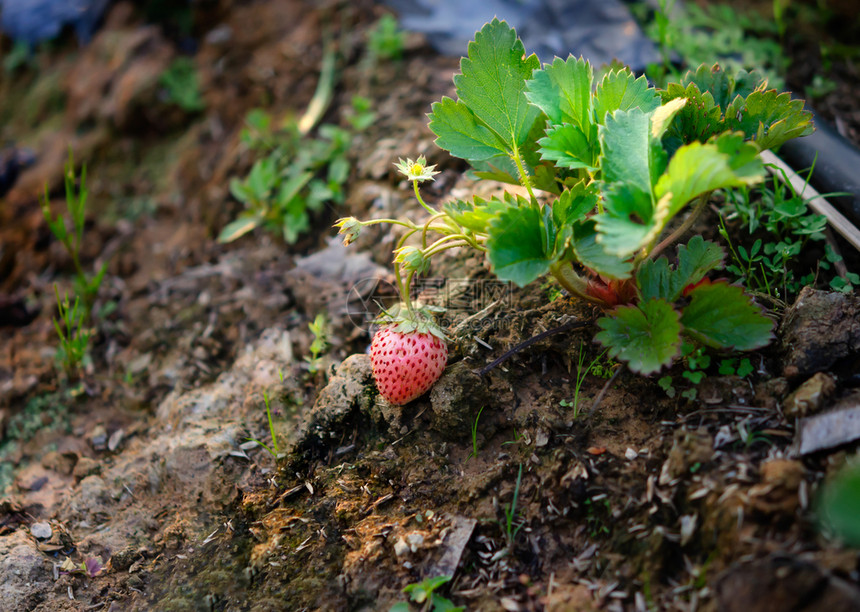 新的草莓植物已经成熟可收获图片