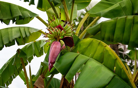 香蕉花挂在树上香蕉果挂在绿色花园的树上图片