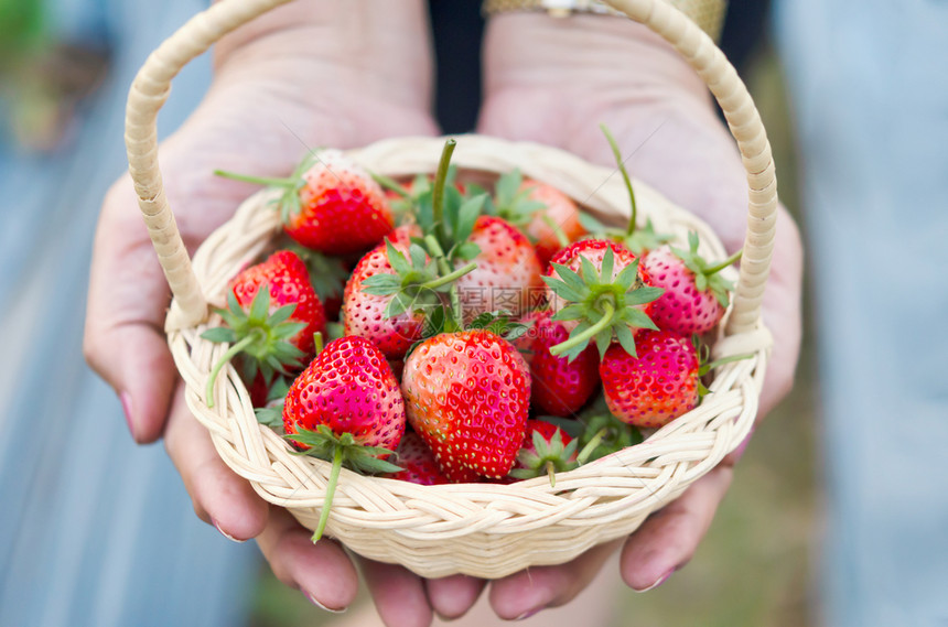 妇女在田里握着一篮成熟草莓的手图片