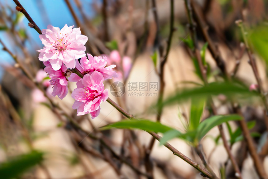 紧贴着花园中美丽的粉红国羽花朵粉红的朵图片