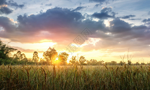 日落时泰国农村稻田图片