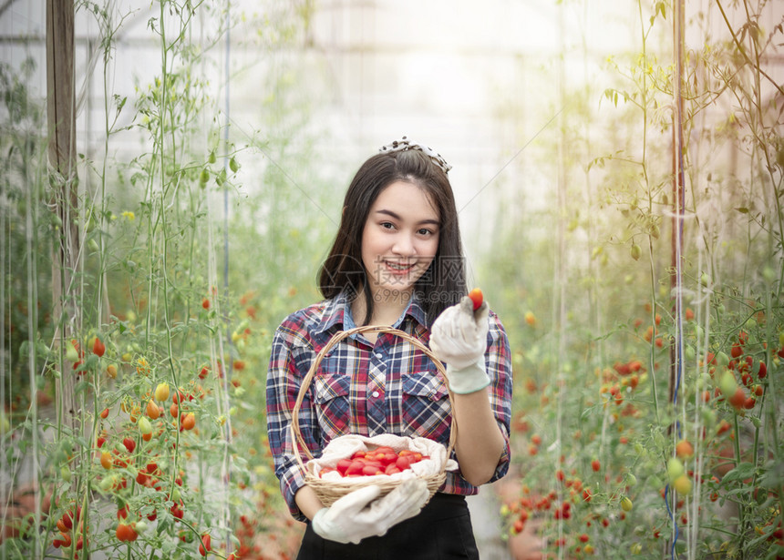 亚洲美女在温室里带着红番茄收获新鲜蔬菜番茄图片