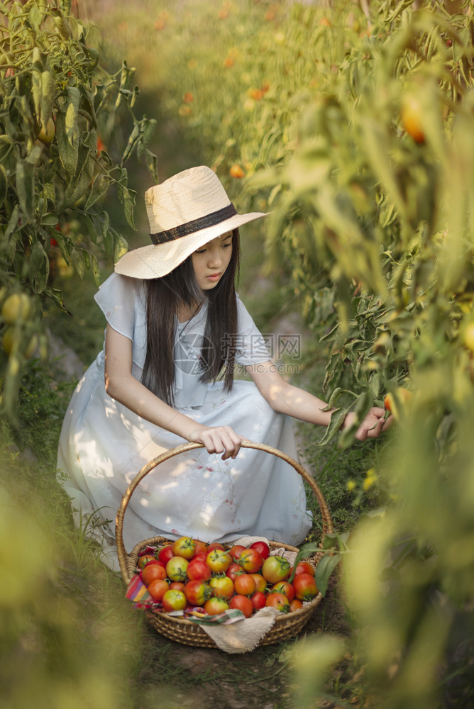 亚洲可爱的小女孩带红番茄在花园收获新鲜蔬菜图片