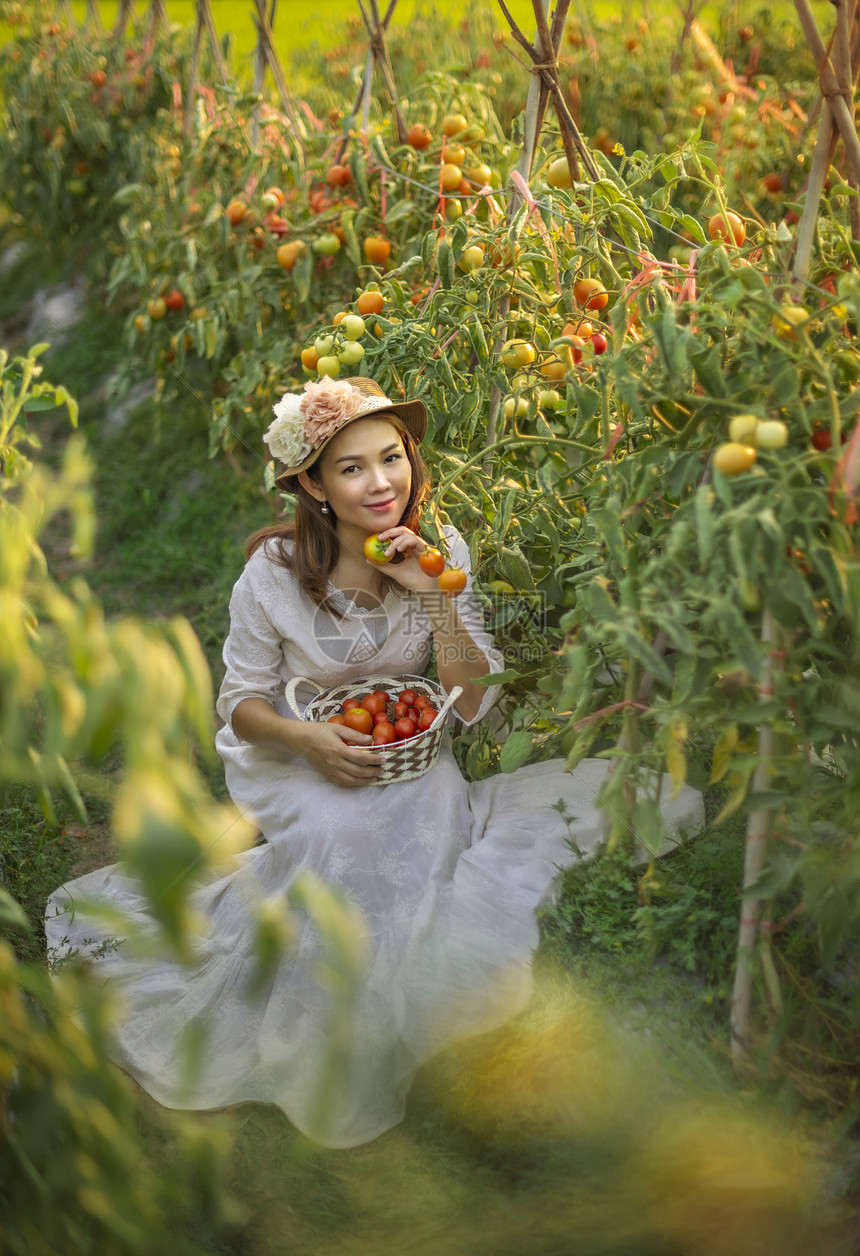 红番茄的亚洲漂亮女人在花园里收获新鲜蔬菜图片