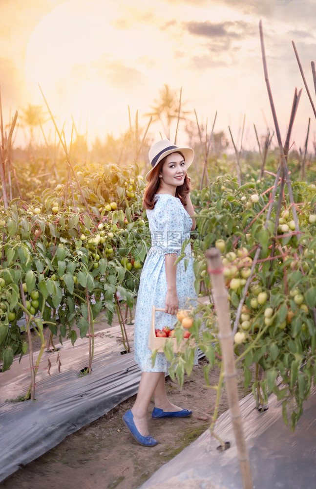 红番茄的亚洲漂亮女人在花园里收获新鲜蔬菜番茄花园里的女人图片