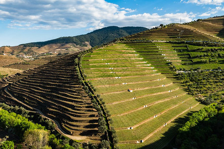 葡萄牙著名的Wine港地区杜罗的Torto河谷与葡萄园和梯田坡的美景图片
