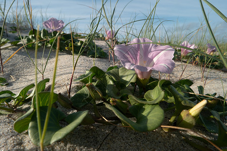 花萼苔是旋花科的一种开花植物图片