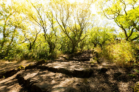 通往的架通过在葡萄牙的卢索马拉哈达阿维罗的布萨科古老森林的足迹图片