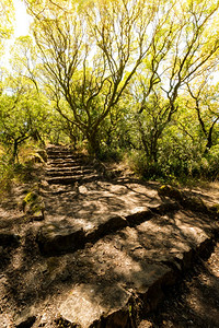 通往的架通过在葡萄牙的卢索马拉哈达阿维罗的布萨科古老森林的足迹图片