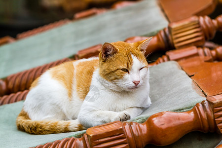 家门口沙发椅上的金姜猫图片