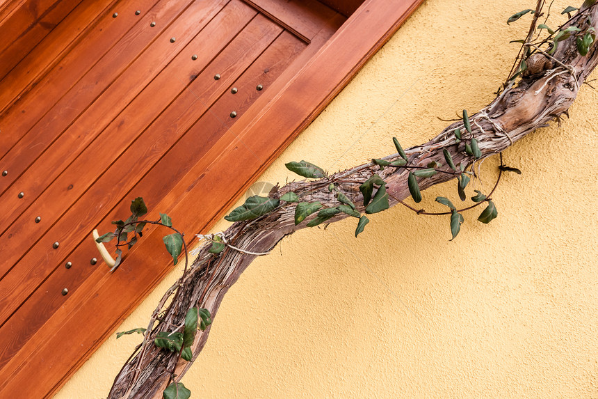 葡萄藤旁恢复传统土木房屋的新制门图片