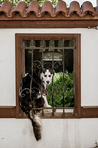 土耳其传统房屋庭院墙窗笼上的狗背景图片