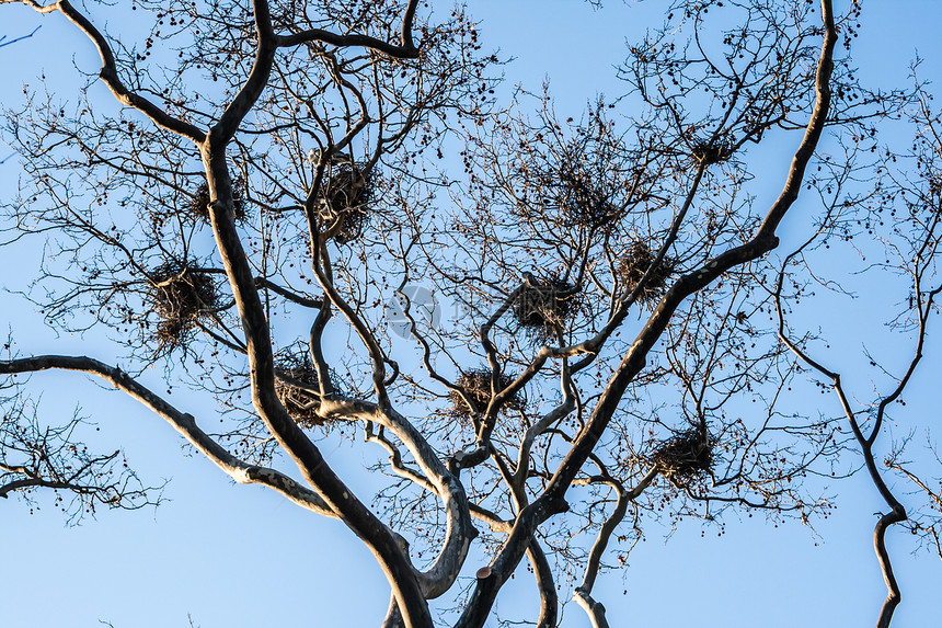 无叶树枝处的几个鸟巢图片