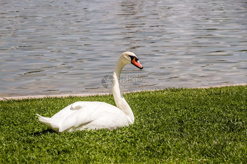 美丽的白天鹅在一个城市公园的草地上图片