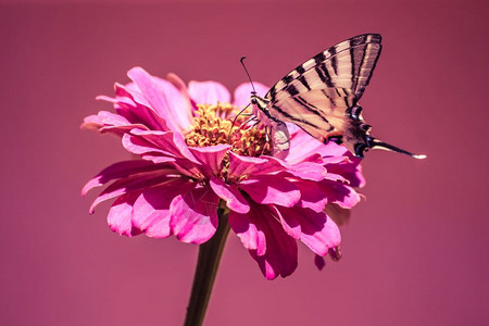 粉红花和背景上的奶油蝴蝶图片