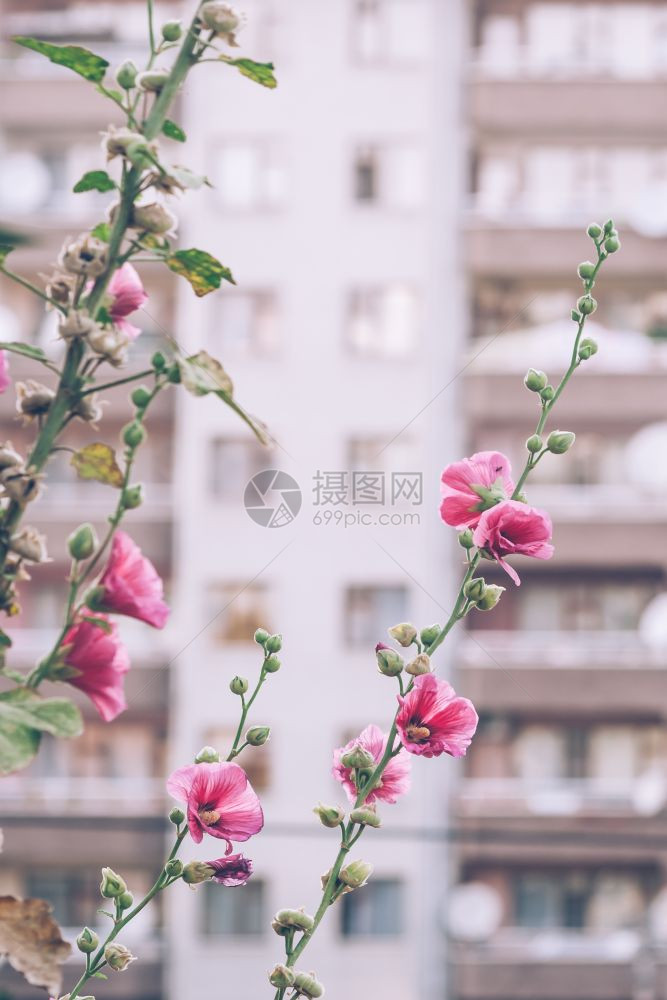 美丽的粉红色玫瑰野花在大水泡的面前图片