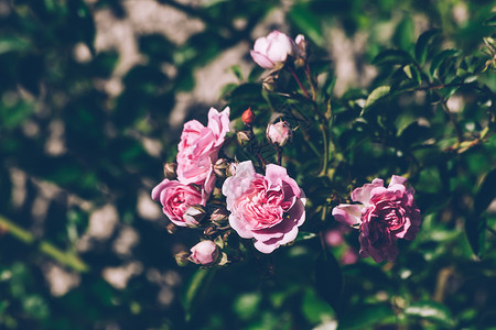 粉红玫瑰和花蕾的绿色新树枝图片