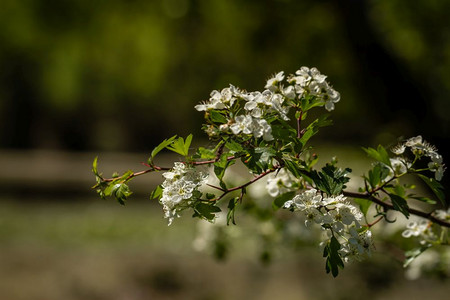 果树开花春天白图片