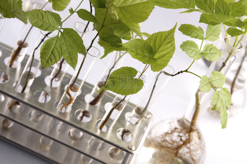 实验室中的植物对实验室中的植物进行基因改变图片