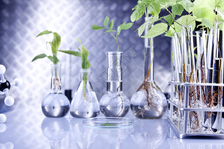 实验室中的植物对实验室中的植物进行基因改变图片
