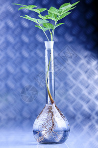 实验室中的植物对实验室中的植物进行基因改变图片