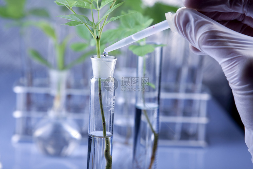 实验室中的植物对实验室中的植物进行基因改变图片