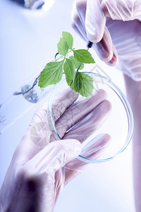 对叶百部实验室中的植物对实验室中的植物进行基因改变背景