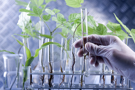 对叶百部实验室中的植物对实验室中的植物进行基因改变背景