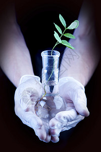 实验室中的植物对实验室中的植物进行基因改变图片