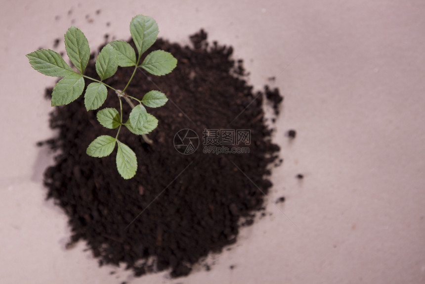 工厂的植物实验图片