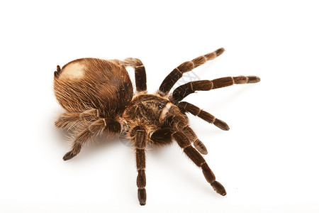 蜘蛛的塔兰图拉可怕的蜘蛛高清图片