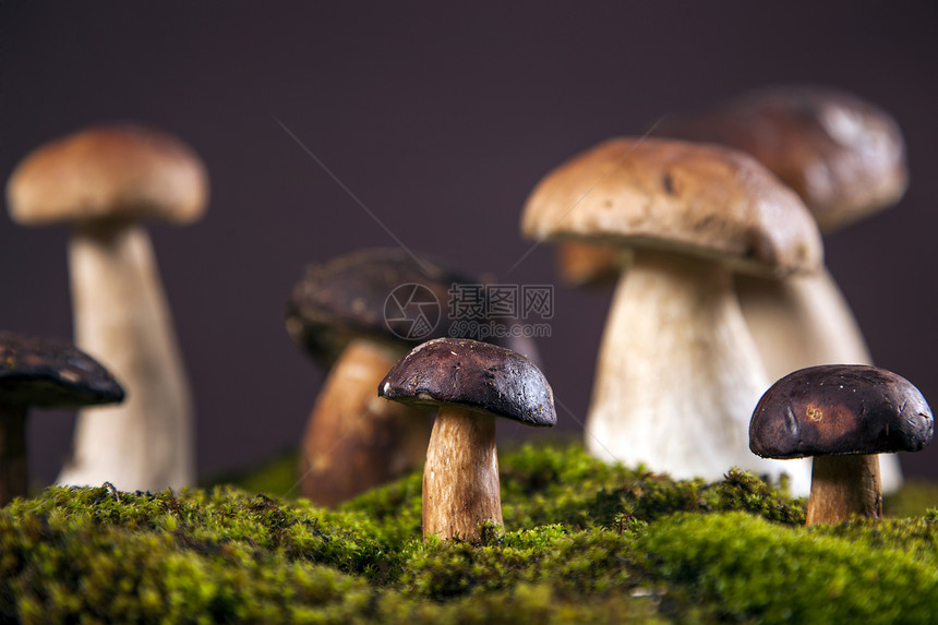 新鲜蘑菇的构成木制桌上的食物图片