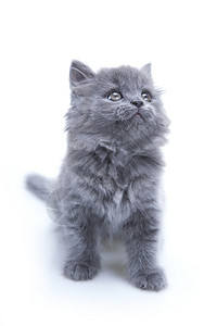 小灰猫英国蓝图片