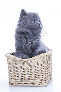 小灰猫英国蓝背景图片