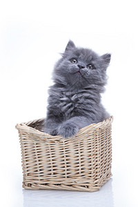 小灰猫英国蓝背景图片