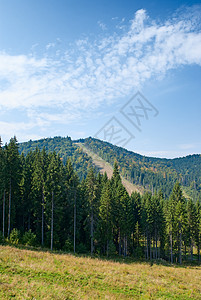 长青树的山地景观图片