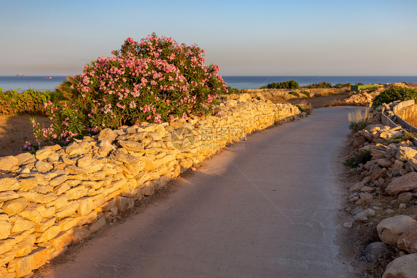Marsaxlok村附近的公路和鲜花开日落时在马耳他萨克斯洛村附近马萨什洛克日落时典型的马耳他风景图片