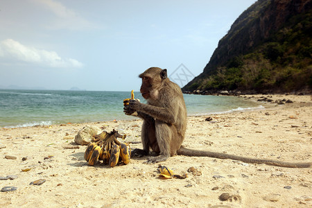 帕基里海滩猴子在猴子岛的海滩在海豚湾前的考三瑞耀公园南部的华欣镇在泰国泰国华欣2019年11月亚洲泰国华欣海豚湾猴岛背景