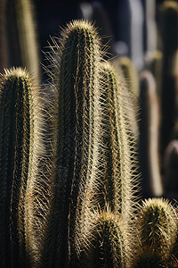 大西洋班牙加那利群岛的上兰萨罗特瓜蒂村Cactus花园西班牙加那利群岛兰萨罗特208年月图片