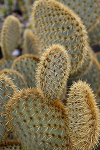 大西洋班牙加那利群岛的上兰萨罗特瓜蒂村Cactus花园西班牙加那利群岛兰萨罗特208年月图片