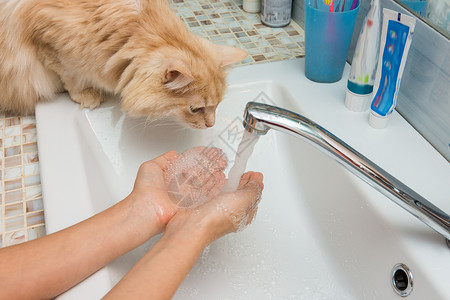 家猫想喝水从槽的棕榈图片