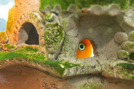 藏在山洞中的水族馆鱼红鹦鹉高清图片