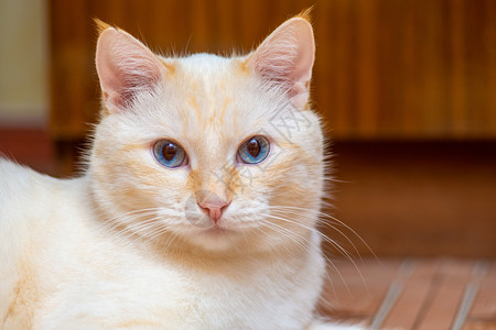 一只蓝眼猫的肖像耳朵上有奶色羊毛和贝壳图片