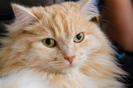 一只黄色眼睛的红猫表情特写图片