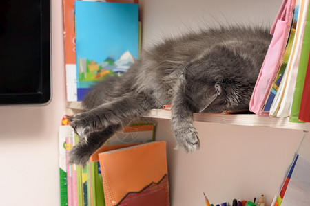 可爱又毛的猫睡在书架上图片